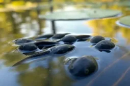 DOGE Cuts Needed USAID Funding to Bolivian Tadpoles